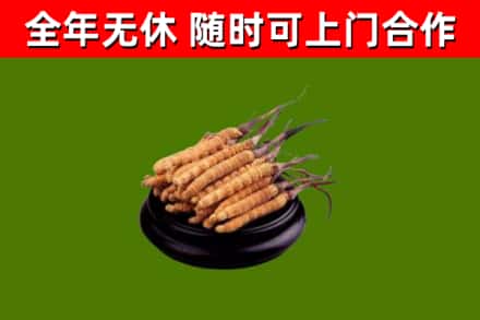 银川烟酒回收冬虫夏草.jpg